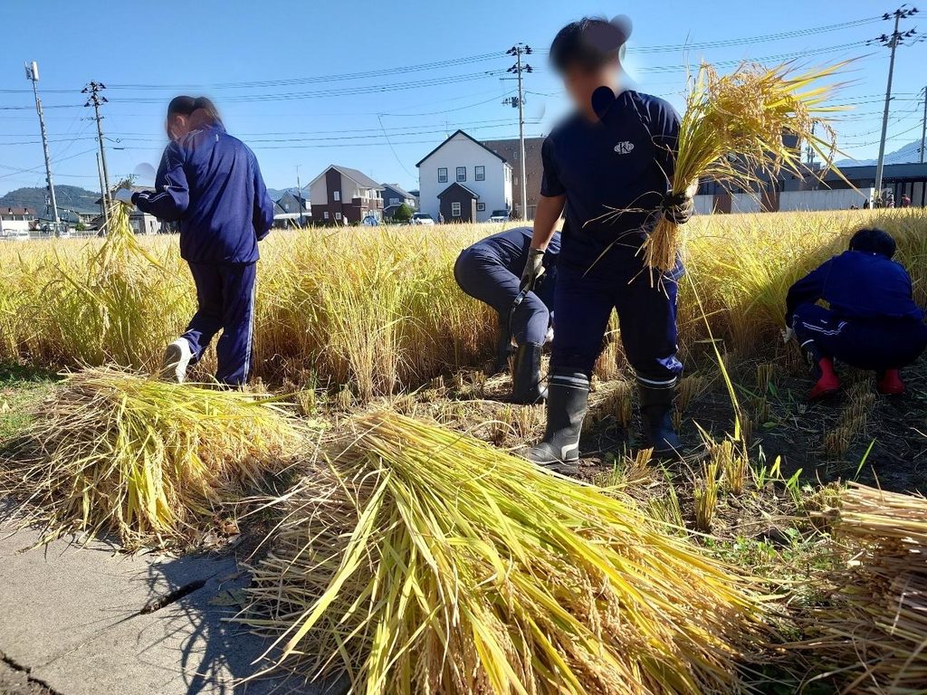 田んぼの中で稲を刈り取っている様子。