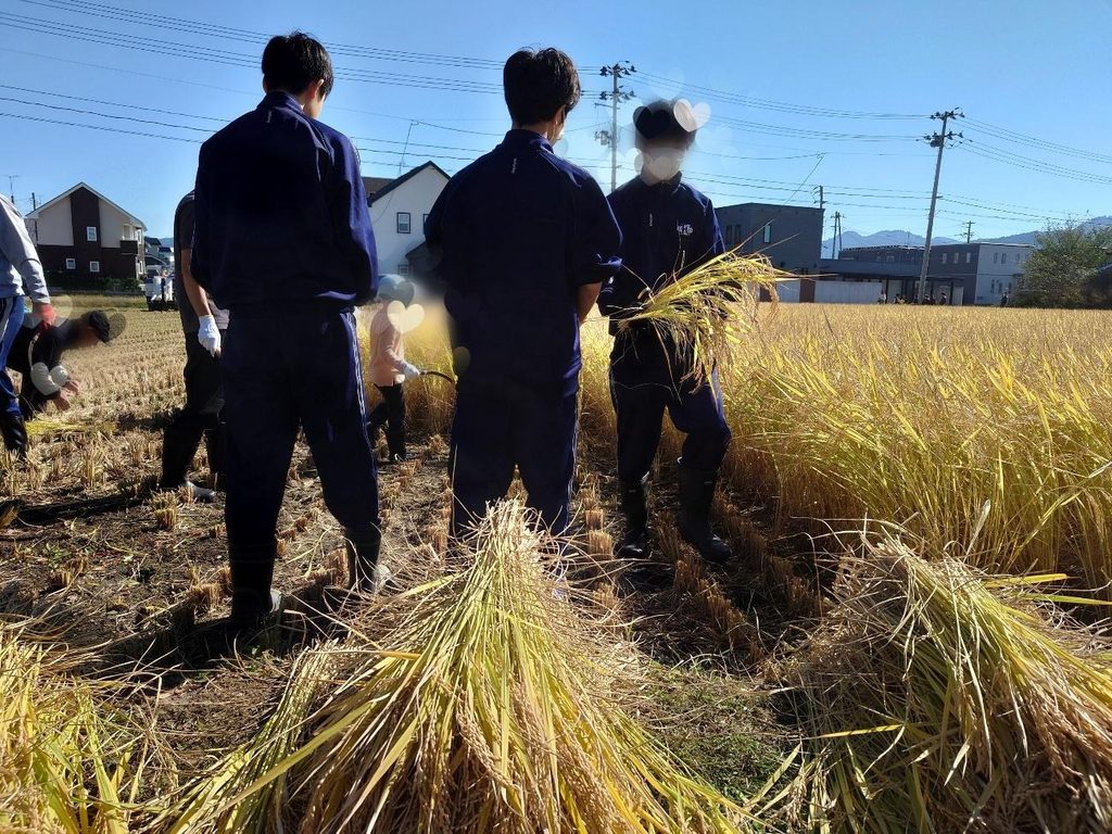 田んぼの中で稲を刈り取っている様子。幼稚園生も参加した。